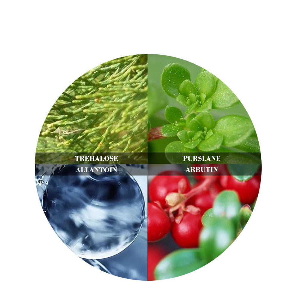 Collage of plant extracts and hydration, labeled trehalose, allantoin, purslane, arbutin